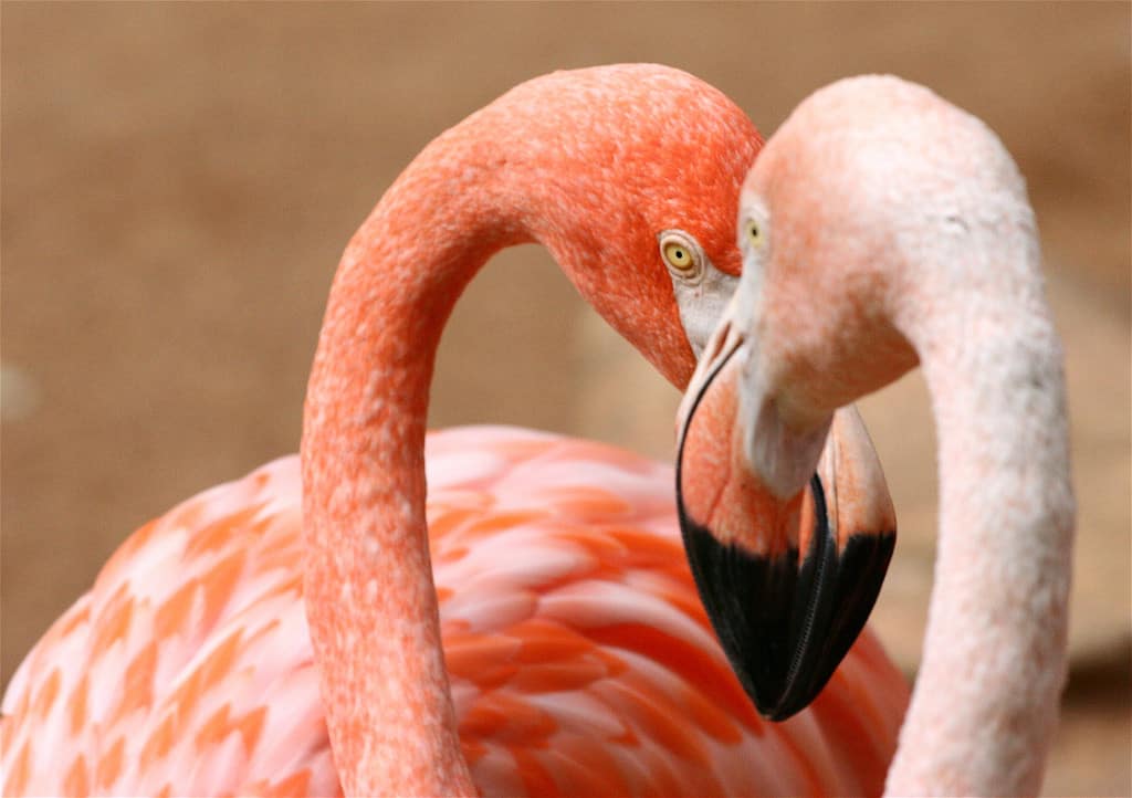 things to do for free in Milan: pink flamingos